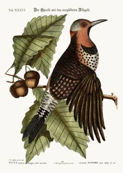 O pica-pau de asas douradas, 1749-73