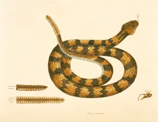 Viper Caudison Snake, Rattlesnake, plate 41, vol. 1, da &39;História Natural da Carolina, Flórida e Bahamas&39;