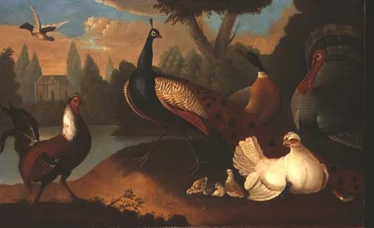 Paisagem com várias aves