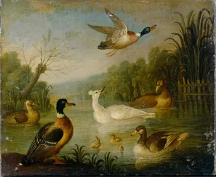Patos selvagens em uma lagoa