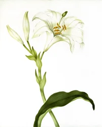 Lily, c.1790