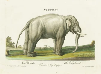 Elefante asiático acorrentado