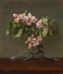Flores de macieira