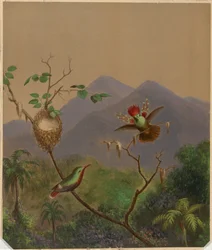 Beija-flores brasileiros III