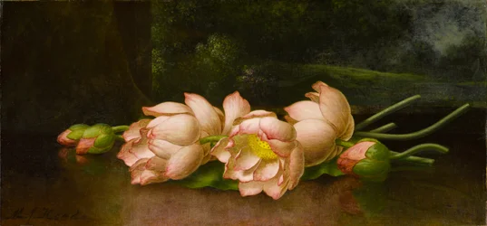 Flores de lótus: uma pintura de paisagem em segundo plano, c.1885-1900 (óleo sobre tela)