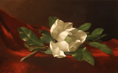 Magnólia, c.1885-95 (óleo sobre tela)