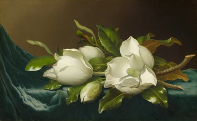 Magnólias em Pano de Veludo Azul Claro, 188595.