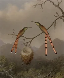 Dois colibris com as suas crias