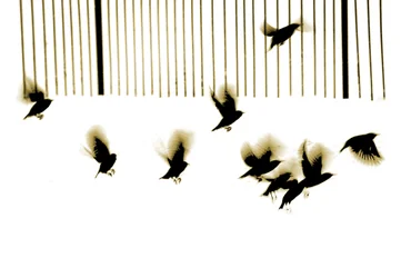 Estorninhos, 2003 (fotogravura)
