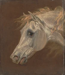 Cabeça de um cavalo árabe cinzento