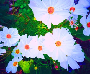 Blumen
