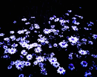 Flores na beira do campo