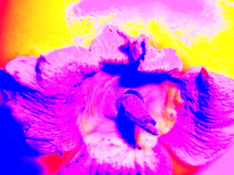 Fruta
