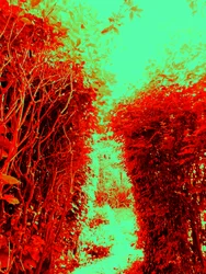 Jardim (homenagem a Hieronymus Bosch)