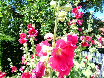 Jardim no verão