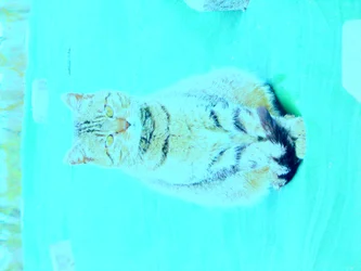 Gatinho