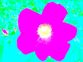 Popart Homenagem a Andy Warhol