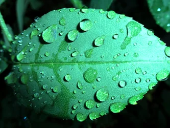 Pingos de chuva