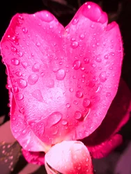 Pingos de chuva