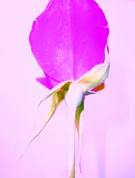 Rosa Roxa