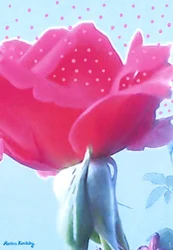 Rosa rosa