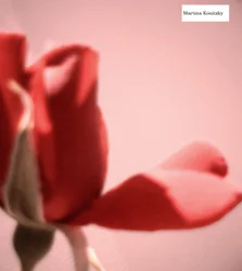 Coração de pétala de rosa