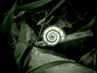 Concha de caracol