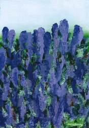 lavanda