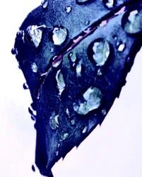 Gota de água azul