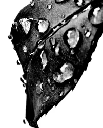Gotas de água Cinzento