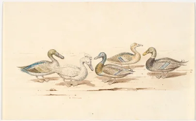 Estudos de diferentes tipos de pato