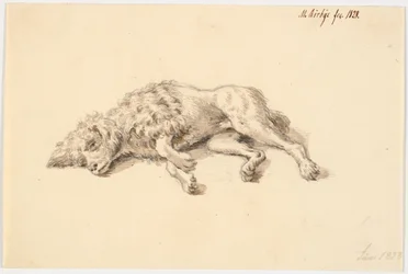 cachorro poodle deitado