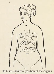 Posição natural dos órgãos". Um simples diagrama de alguns órgãos internos de uma mulher; Num capítulo sobre a postura correcta.