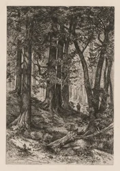 Interior de uma floresta de Califórnia após Thomas Moran American, 1837-1926, 1888.