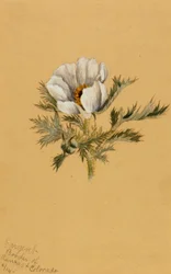 (Sem título) (Estudo de flores)
