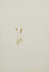 (Sem título - Estudo de uma flor)