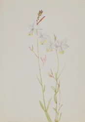 (Sem título - Estudo de uma flor)