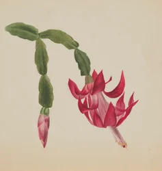 (Sem título - Estudo de uma flor)