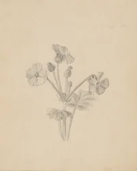 (Sem título - Estudo de plantas)