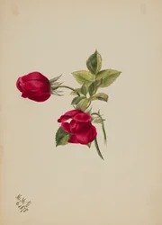 (Sem título--Rose)