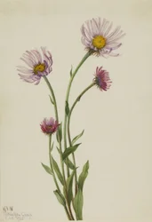 Erva-doce do Alasca (Erigeron salsuginosus)