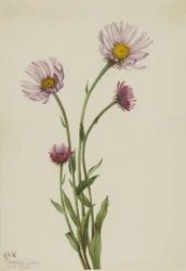 Erigeron salsuginosus de pulga do Alasca, 1925.