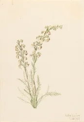 Fernlife Alpina Pedicularis contorta, 1907.