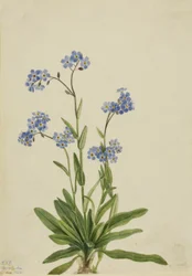 Alpine Forget-me-não Myosotis alpestris, 1924.