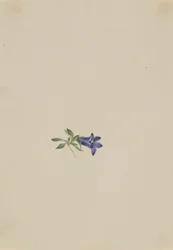 Campainha alpina (Campanula lasiocarpa)