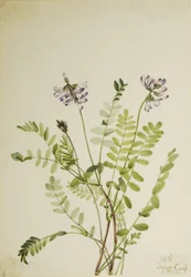 Ervilha-de-leite alpina (Astragalus alpinus)