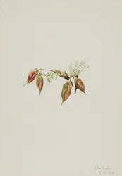 Ervilhaca alpina (Oxytropis podocarpa)