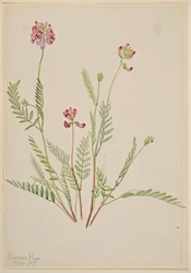 Ervilhaca alpina (Astragalus bourgovii)