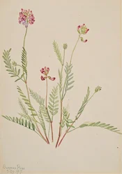 Alpine Vetch Astragalus bourgovii, 1917.