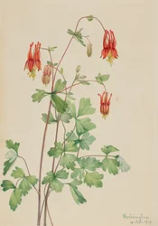 American Columbine Aquilegia canadensis, 1919.